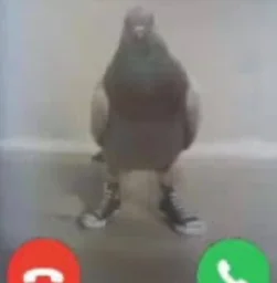Birby Birb