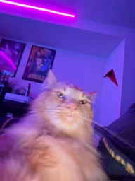 Augustus