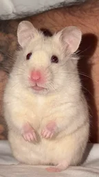 Rat